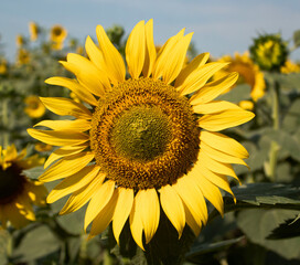 Fototapeta premium Sunflower close-up in the field against the sky