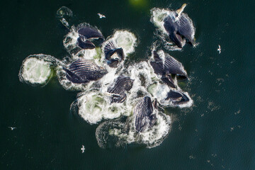USA, Alaska, Aerial view of Humpback Whales (Megaptera novaeangliae) lunging at surface of Frederick Sound while bubble net feeding on herring shoal on summer afternoon
