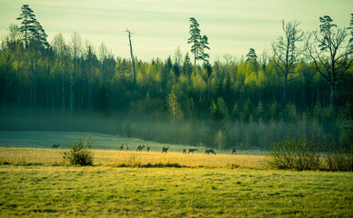 Wild deer herd grazing in the meadow in distance. Springtime scenery in the morning in Northern...