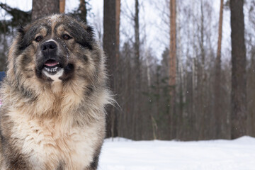 The Caucasian shepherd dog is a large guard dog fluffy