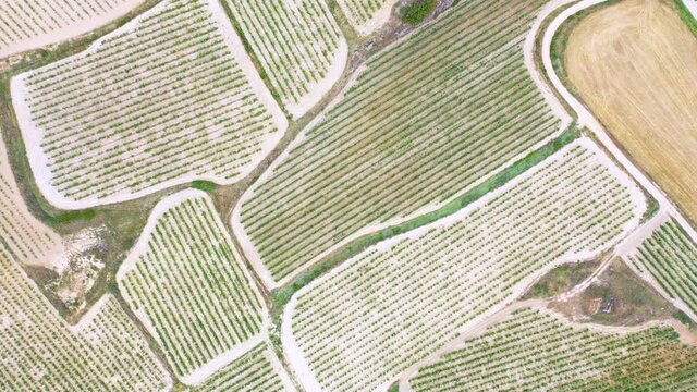 Landscape of vineyards and forest in the Sierra de Cantabria from a drone. Leza. Alava Province. Autonomous Community of the Basque Country. Spain. Europe