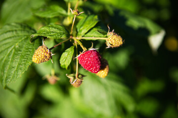 A very ripe and unripe raspberry hanging from a branch, shot in close-up. Sunny summer day, close-up.