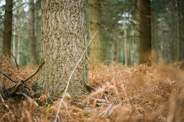 A forest in England in the spring / season