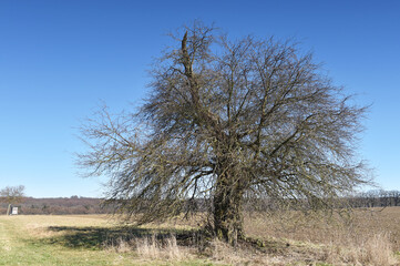 Ältester Apfelbaum in Deutschland 