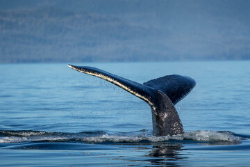 Fototapeta premium USA, Alaska, Humpback Whale (Megaptera novaeangliae) diving in Frederick Sound on summer afternoon