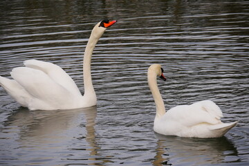 two white swans swim on the lake and one is stretching his neck up Cygnus olor