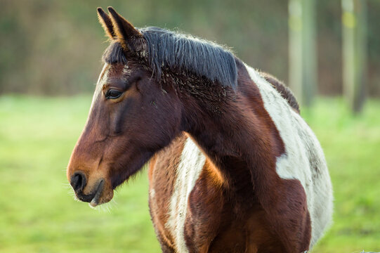 Beautiful photo of a horse close up - photo taken in the afternoon