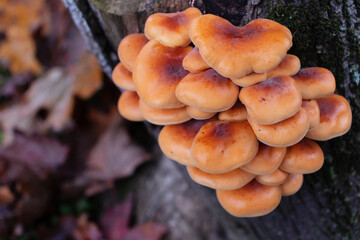 Group of Flammulina Velutipes, edible mushrooms growing on a tree trunk. Red and Orange colored. Copy space.