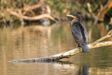 A lone cormorant perched in a tree at a lake in england