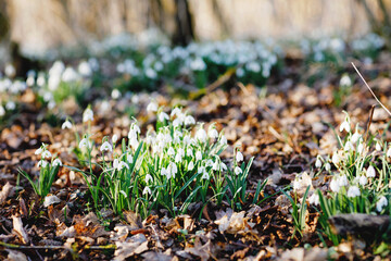 Blossoming snowdrop flowers in forest on sunny spring day. Lot of snowdrops, flower meadow. Beautiful springtime.