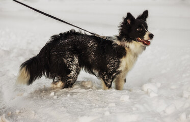 Young black and white dog on leash