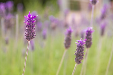Obraz premium Violet lavender field close-up in spring.