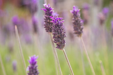 Violet lavender field close-up in spring.