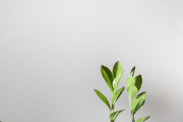 Green plant leaves on gray background