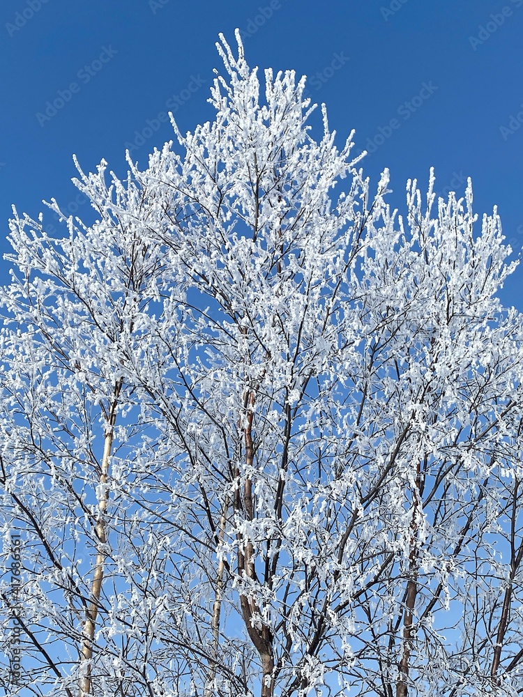 Poster a tree branch in the snow. against the background of a clear blue sky, a birch branch with snow.