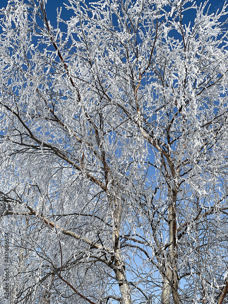 Poster a tree branch in the snow. against the background of a clear blue sky, a birch branch with snow.