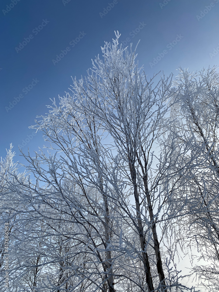 Poster a tree branch in the snow. against the background of a clear blue sky, a birch branch with snow.