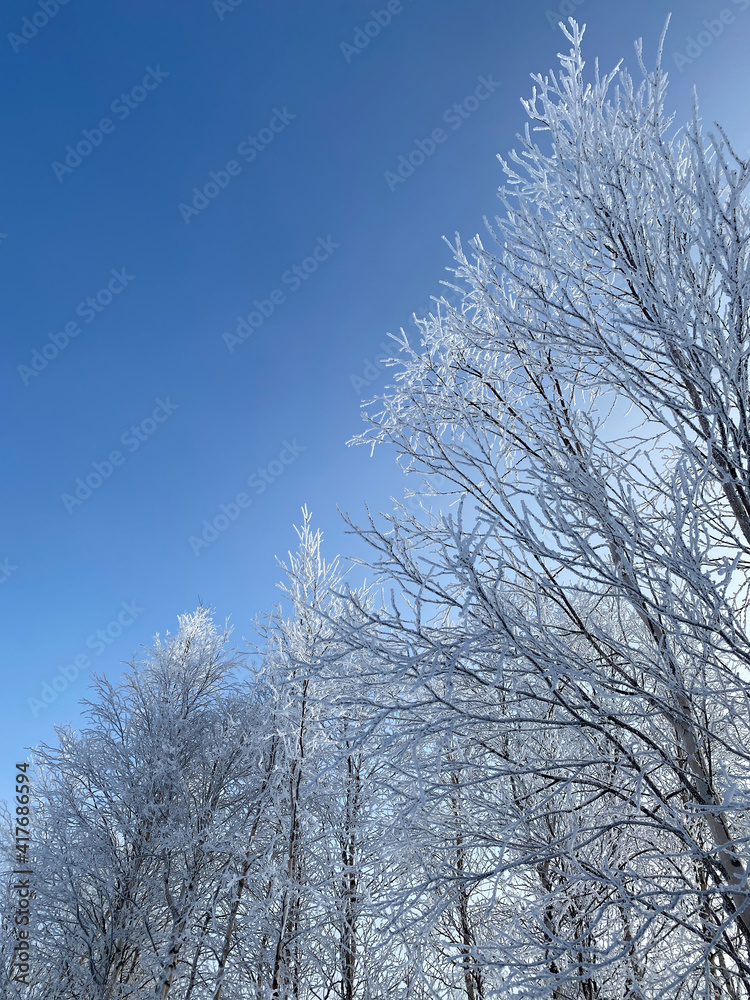 Poster a tree branch in the snow. against the background of a clear blue sky, a birch branch with snow.