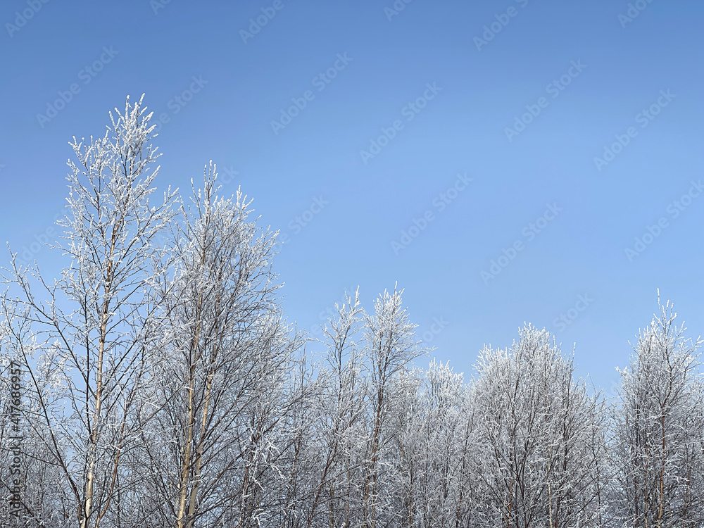 Poster a tree branch in the snow. against the background of a clear blue sky, a birch branch with snow.