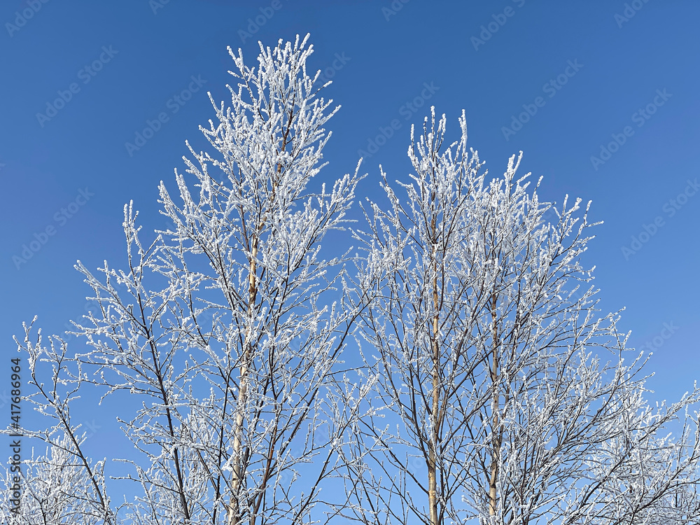 Poster a tree branch in the snow. against the background of a clear blue sky, a birch branch with snow.