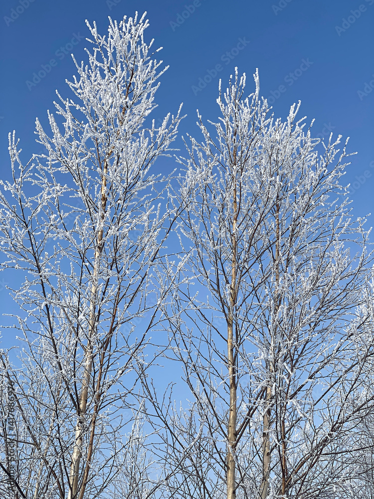 Poster a tree branch in the snow. against the background of a clear blue sky, a birch branch with snow.