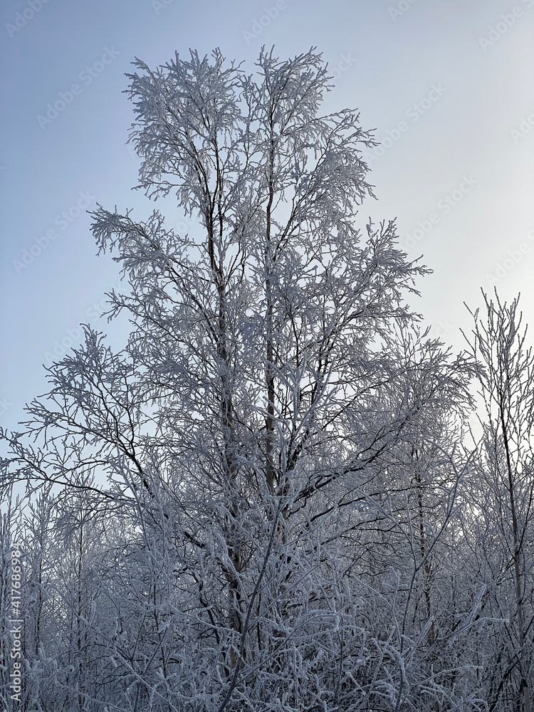 Poster a tree branch in the snow. against the background of a clear blue sky, a birch branch with snow.
