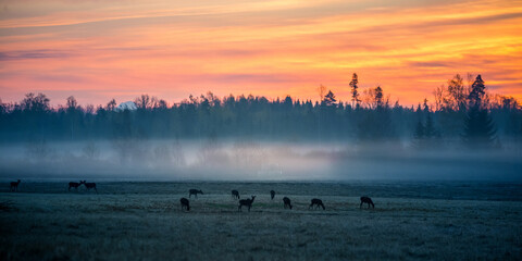 Wild deer flock grazing in the meadow during dawn. Early morning scenery of wild deer in springtime. Wild animals of Northern Europe.