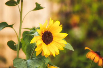 A closeup of a beautiful yellow sunflower with seeds in the center on long green stem and petals