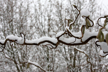 Winter / Schnee auf Bäumen/Ästen/Pflanzen