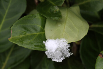 Winter / Schnee auf B&auml;umen/&Auml;sten/Pflanzen