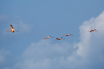 Flamingos in der Karibik - im Flug