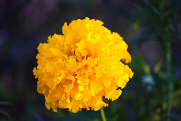 gelbe Blüte einer Ringelblume