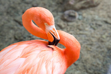 Flamingos in der Karibik - obrazy, fototapety, plakaty