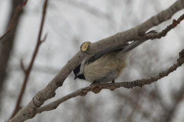 A Black-capped Chickadee perched on a Tree Branch
