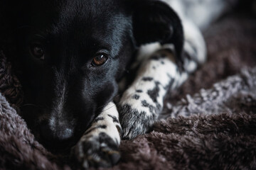 Close up facial portrait of a sad female dog puppy