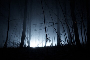 Dark blue spooky forrest with trees in fog