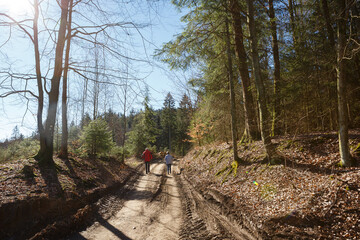Nordic Walking im Wald