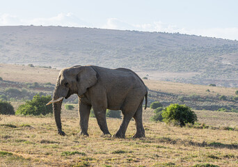 Fototapeta na wymiar Einzelner Elefant von der Seite beim laufen in der Steppe