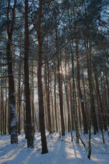 zimowy las o wschodzie słońca 