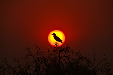 The silhouette of a bird against the sun, Kruger National Park, South Africa
 - obrazy, fototapety, plakaty