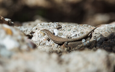 Lizard on a stone