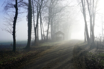 Fototapeta na wymiar Misty morning in the forest. A rural road on a foggy morning. In the distance a little shelter. There are trees on the left. An open space with sun-rays on the right