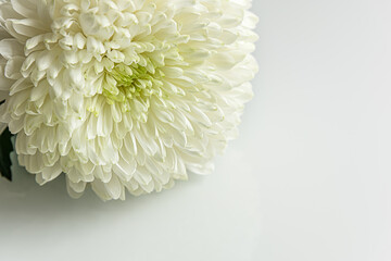 floral background of white chrysanthemum on a light glass surface close up
