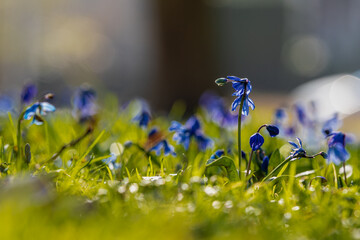 Iris reticulata or golden netted iris, is a species of bulb in the family Iridaceae. It origins is in Russia, Caucasus, and northern Iran, but cultivated widely in Europe