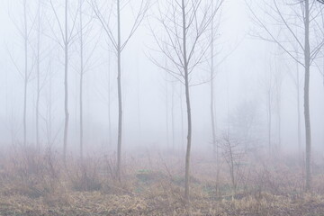 fog in the forest