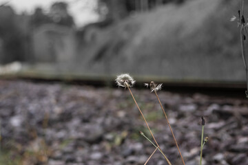 Flores silvestres na natureza.