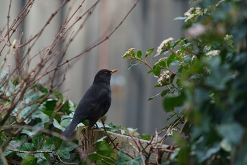 blackbird on a branch