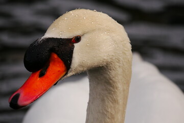 cygnus olor close up of a white swan's head looking to the side