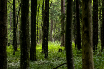 Las leśny krajobraz.
