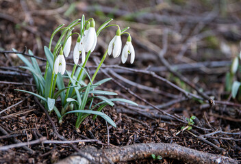 snowdrop